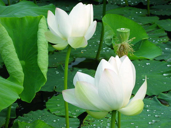 Nằm mơ thấy hoa sen đánh con gì may mắn dễ ăn nhất